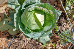Creation-Care-Cabbage