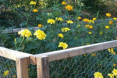 Creation-Care-garden-pic2