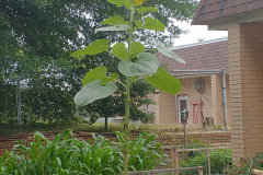 Creation-Care-garden-pic3